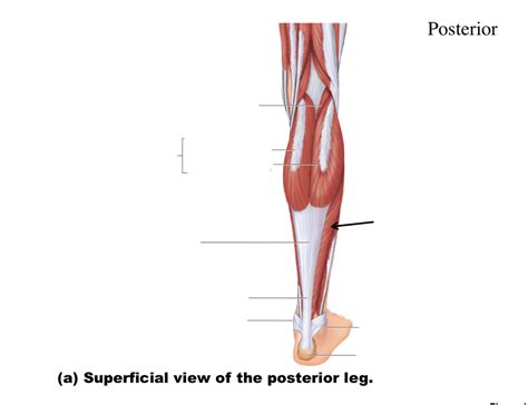 Posterior Leg Muscles Diagram Quizlet