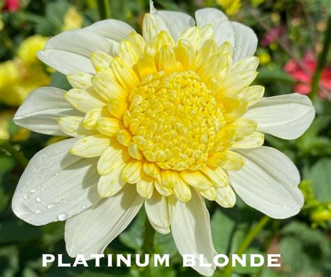 Platinum Blonde Dahlia Tuber Courter Country Farm