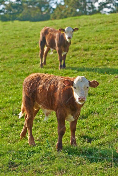 Premium Photo | Hereford breed of brown cows grazing on sustainable