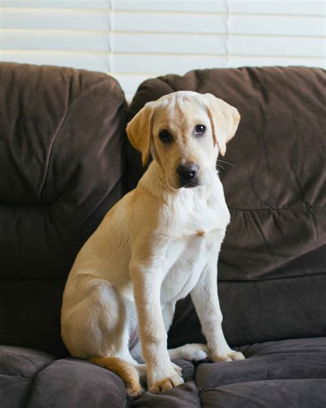 Labrador Retriever Growth Chart (Size & Weight Chart) - Happy Dog Breeds