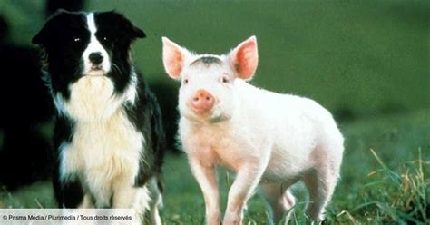 Babe Le Cochon Devenu Berger