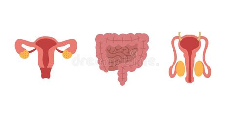 Human Internal Organs Cartoon Anatomy Body Parts Intestinal System