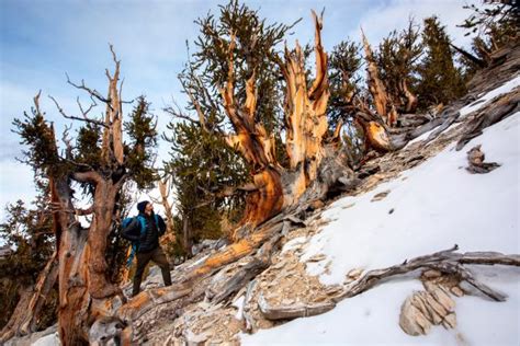 Methuselah The Bristlecone Pine Tree From California S White Mountains