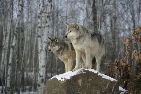 Colorado To Source Up To 10 Wolves From Oregon This Winter For