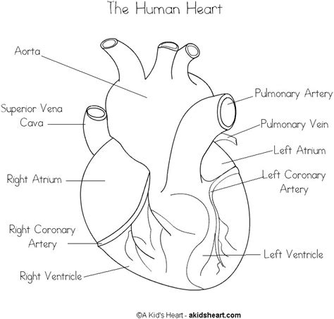 Simple Diagram Of Heart With Labelling