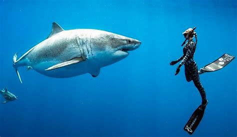 Ocean Ramsey Just Swam Alongside Possibly The Largest Great White Ever