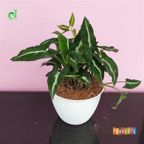 Jual Tanaman Hias Unik Dan Menarik Yang Bisa Digantung Syngonium Rayii