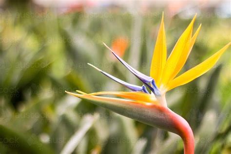 Image Of Bird Of Paradise In The Garden Austockphoto