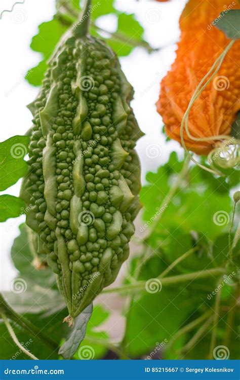 Green And Yellow Bitter Melon Or Momordica With Leaf On A Bush Close Up