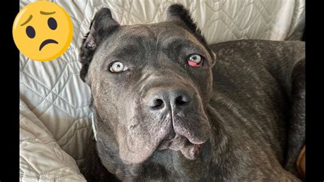 CANE CORSO Puppy Has CHERRY EYE AGAIN YouTube