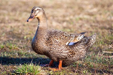 Rouen Duck: Breed Profile, Traits, Pictures & More