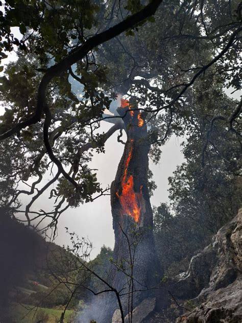 Limpacte Dun Llamp Causa Un Incendi A Vilafranca Diadia