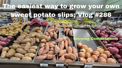 The Easiest Way To Grow Your Own Sweet Potato Slips Vlog 286 Youtube