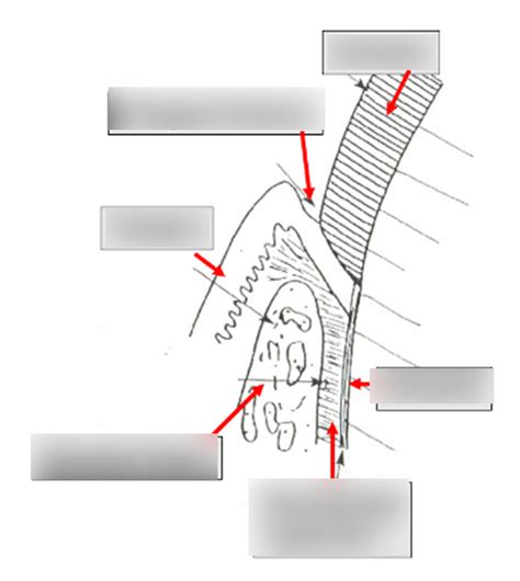 Periodontal Structures Diagram Quizlet