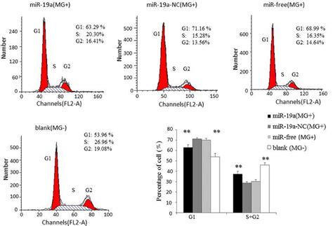 The Effect Of The Over Expression Of Gga Mir A On The Distribution Of