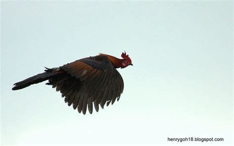 Red Jungle Fowl In Flight Chicken Breeds Birds Flying Fowl Birds In