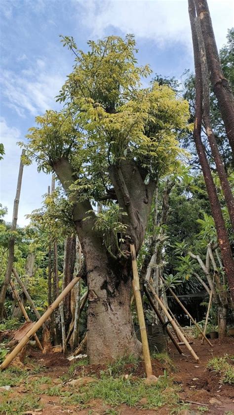 jual pohon randu varigata harga terbaru bonsai kapuk putih