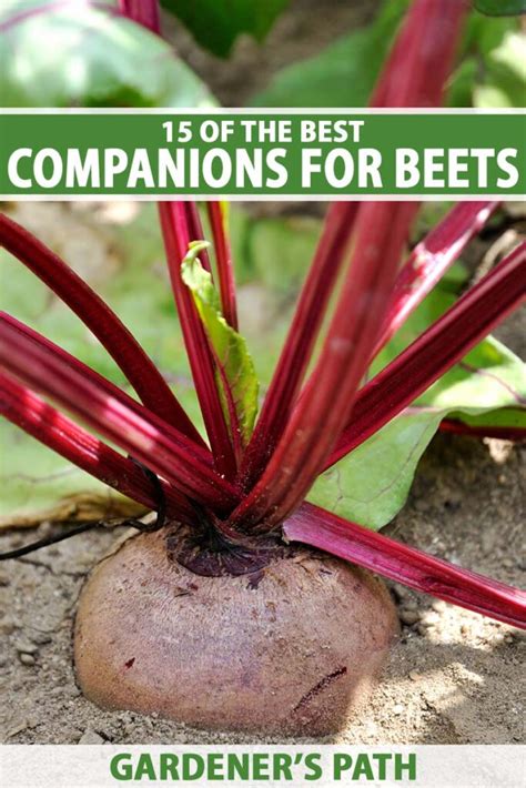 15 Of The Best Companion Plants For Beets Gardeners Path