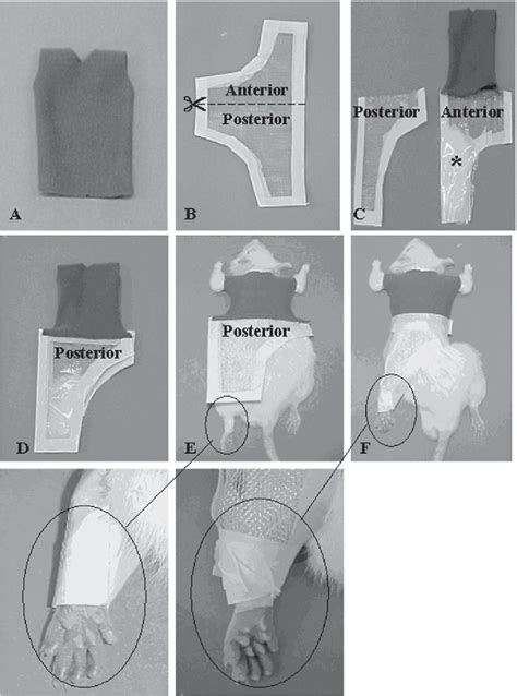 Figure From A New Model For The Immobilization Of The Rat Hind Limb