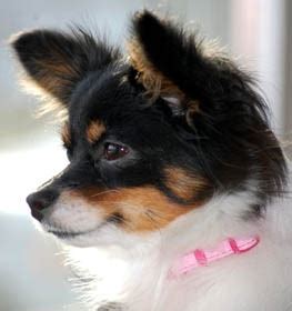 Pomchi Information & Dog Breed Facts | Dogell.com