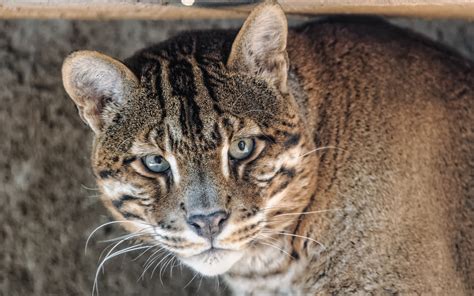 Papel De Parede Para Celular Gato Selvagem Gato Bravo Focinho