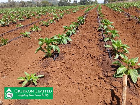 Acre Drip Irrigation Kit In Kenya Grekkon Limited