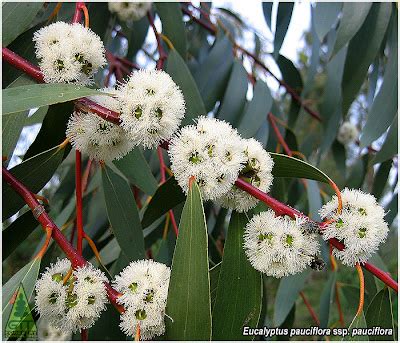 Eucalyptus flowers: E. pauciflora in bloom - EUCALYPTOLOGICS: GIT ...