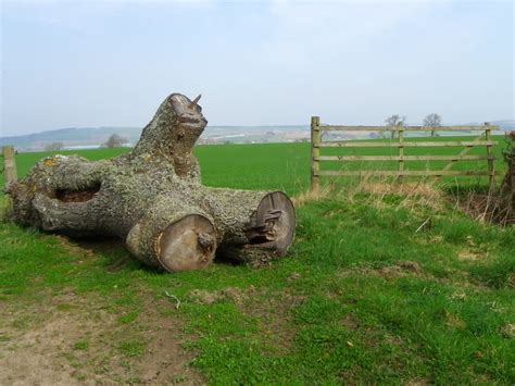 Tree Trunk Near Coupar Grange Farm Maigheach Gheal Cc By Sa