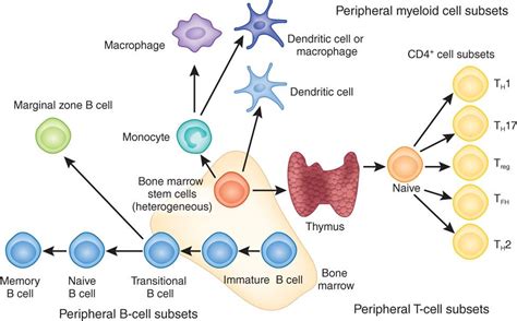 A Summary Of The Major Cell Subsets In The Lymphoid T Cell And B Cell And Myeloid Monocyte