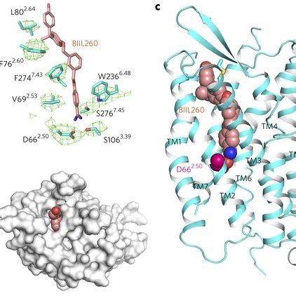 Structure Of The Benzamidine Moiety Binding Site Of Blt And Comparison