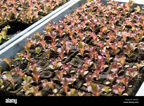 Nursery Cucumber Seedlings Hi Res Stock Photography And Images Alamy