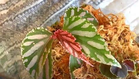 Begonia Julau Butterfly Begonia Plant Care