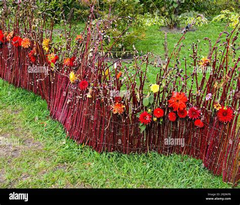 Decorative Fence Handmade Of Branches And Red Yellow Orange Flowers