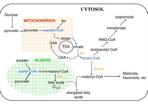 Scheme Of Putative Fatty Acids And Different Metabolites Isoprenoids