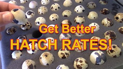 Get Better Hatch Rates Quail Hatch Rates Explained Youtube