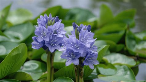 Common Water Hyacinth Or Eichhornia Crassipes Background Plant Green