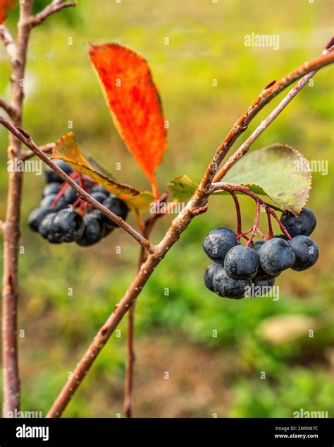 Aronia Nera Hi Res Stock Photography And Images Alamy