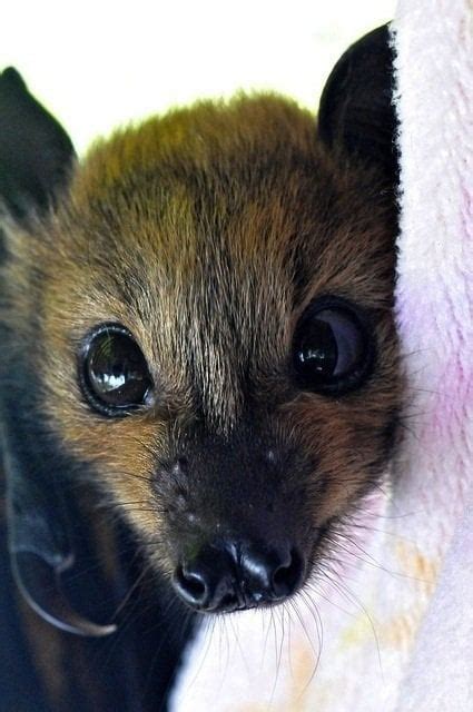 Cute Baby Bat