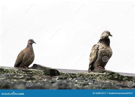 A Leucistic Rock Dove Columba Livia And Spotted Dove Streptopelia