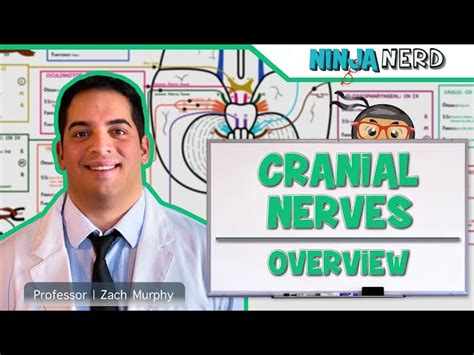 Free Video Neurology Cranial Nerves Overview From Ninja Nerd