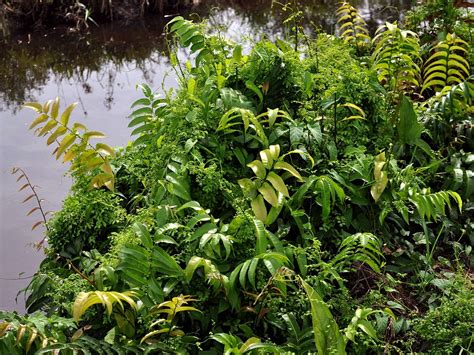 Stenochlaena Earthpedia Plant