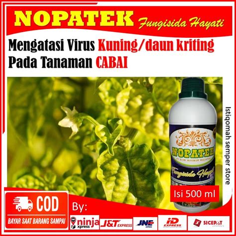 Obat Virus Cabe Obat Mengatasi Virus Kuning Daun Kriting Pada Tanaman