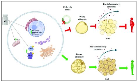 Schematic Representation Of A5 Effects On Adipogenesis And Browning