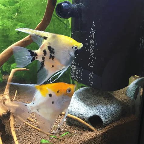 Angelfish Eggs 101: Appearance, Care, Hatching Time & More – Pet Fish ...