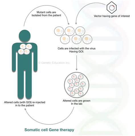 Gene Therapy Types Vectors Viral And Non Viral Process