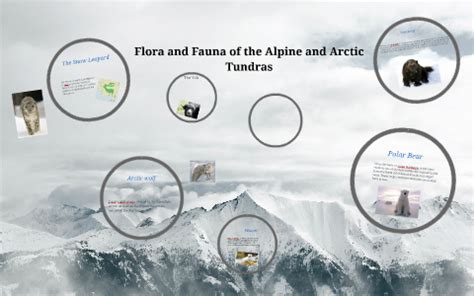 Animals of the Alpine Tundra by crystal Barraza on Prezi