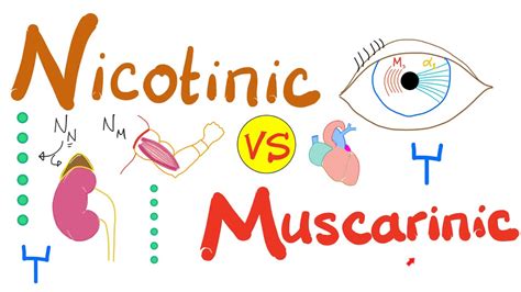 Nicotinic vs Muscarinic Receptors - YouTube