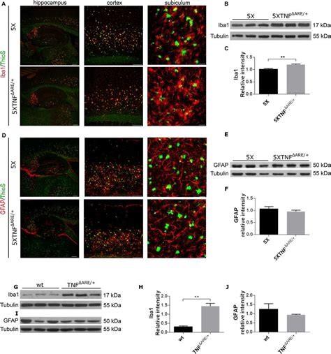 Microglia but not astrocytes are activated in 5XFAD TNF ΔARE mice