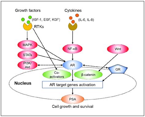 Schematic Presentation Of The Androgen Receptor AR Bypass Crosstalk