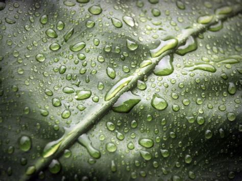 Free Images Moisture Green Dew Drop Water Leaf Close Up Macro